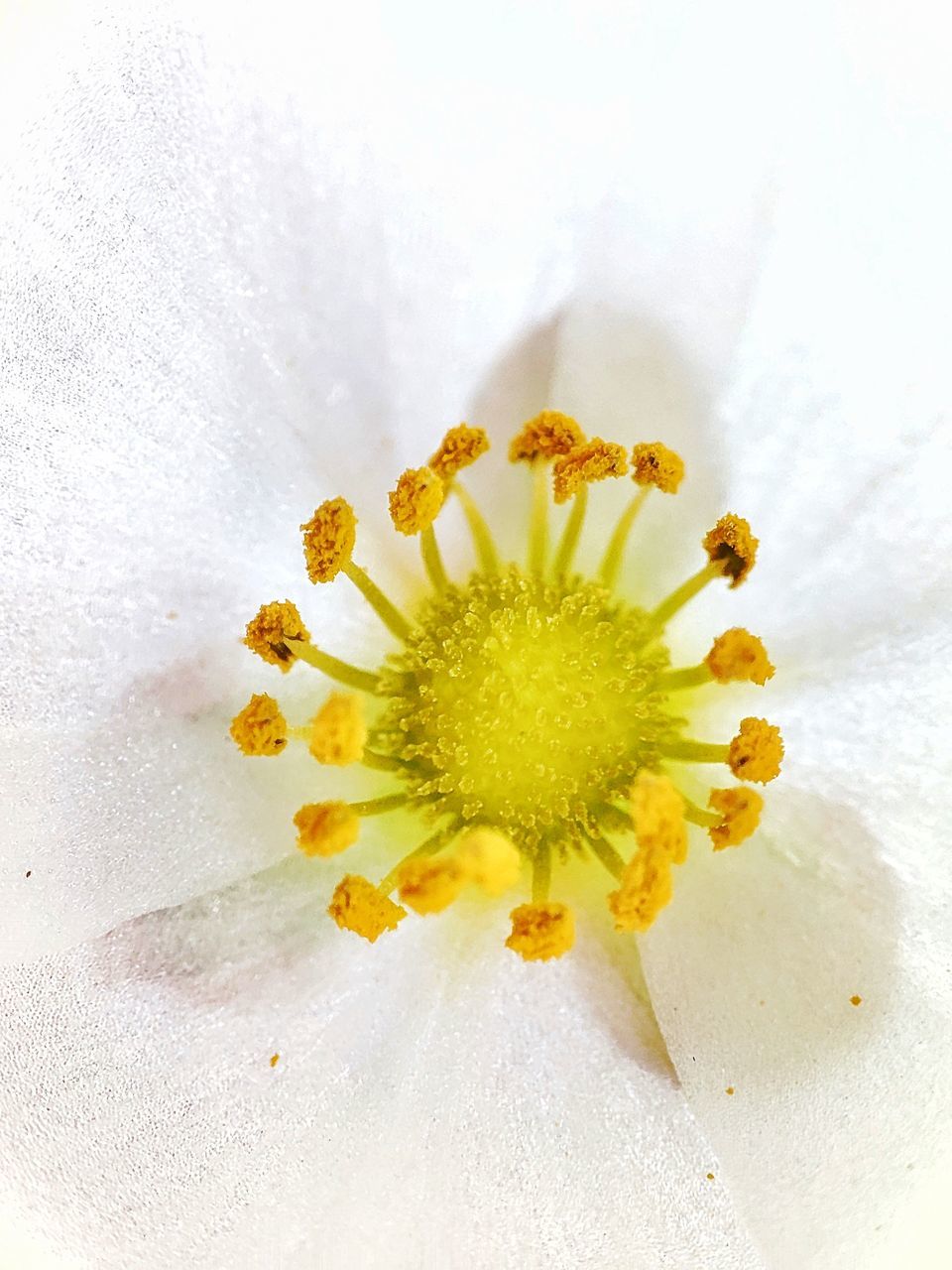 CLOSE-UP OF YELLOW FLOWER IN WHITE WALL