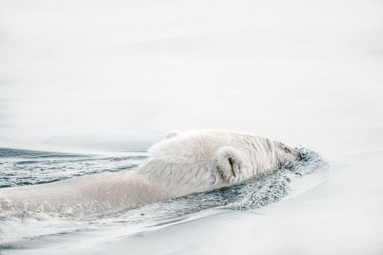 Polar bear swimming in sea