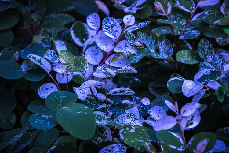 Close-up of water drops on purple leaves