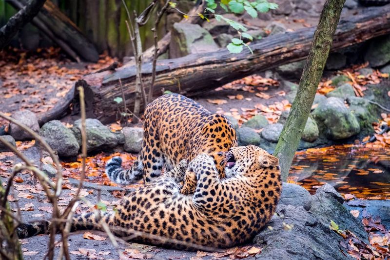 High angle view of leopards fighting at zoo