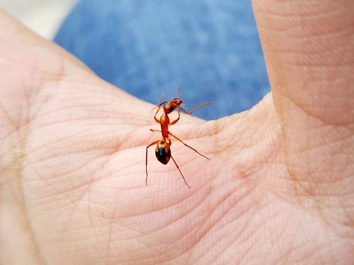 Cropped hand holding ant