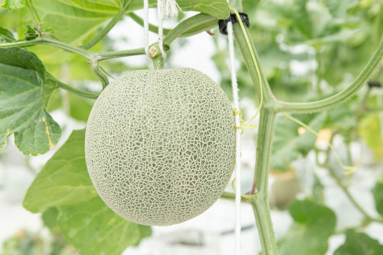 Close-up of cantaloupe
