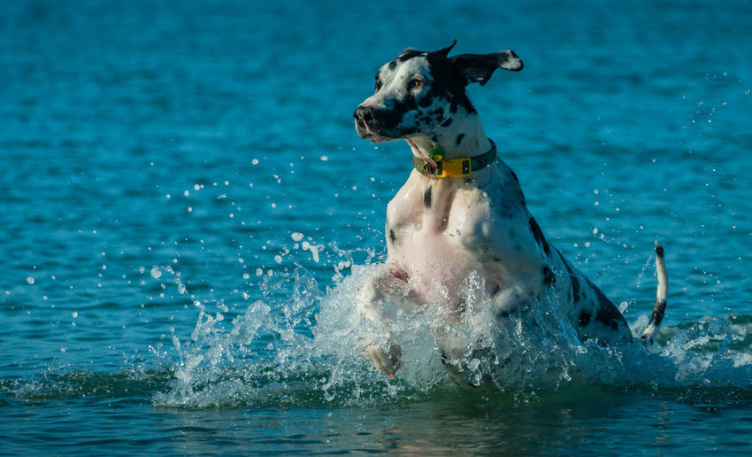 Dog swimming in sea