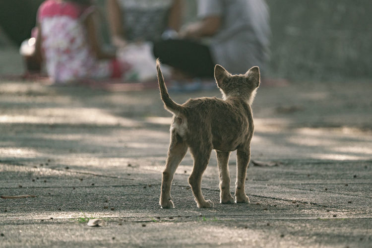 Stray dogs are waiting for people to feed