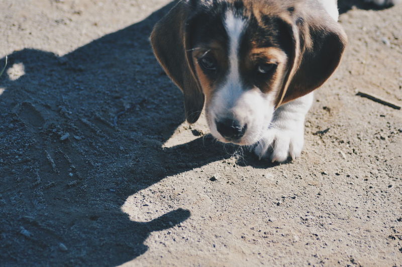 Portrait of dog