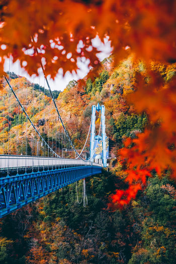 Bridge over plants during autumn