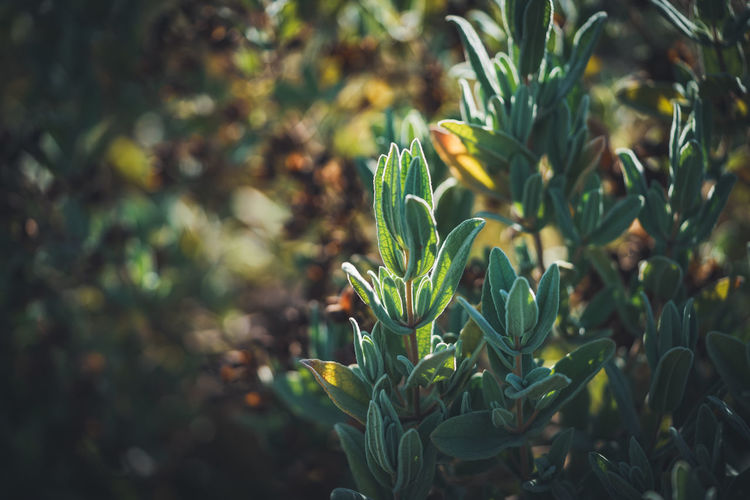 Close-up of plant growing on field