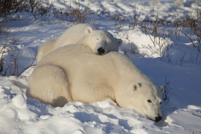 Polar bears relaxing on snow covered field