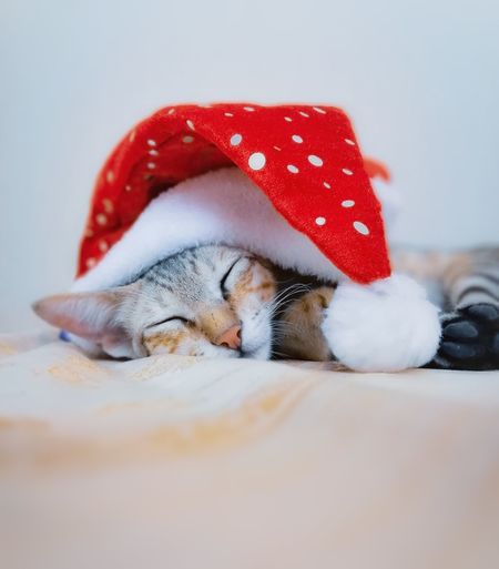 Cat with chritsmas hat sleeping
