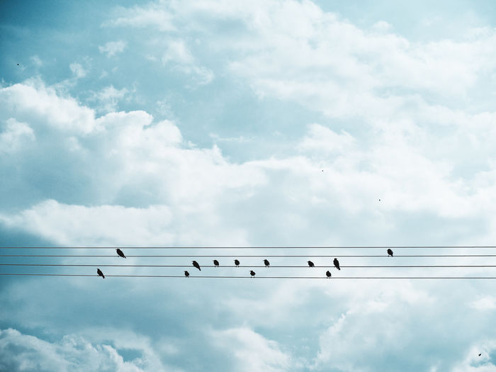 Low angle view of birds perching on cables