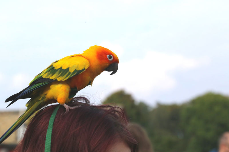 animal themes