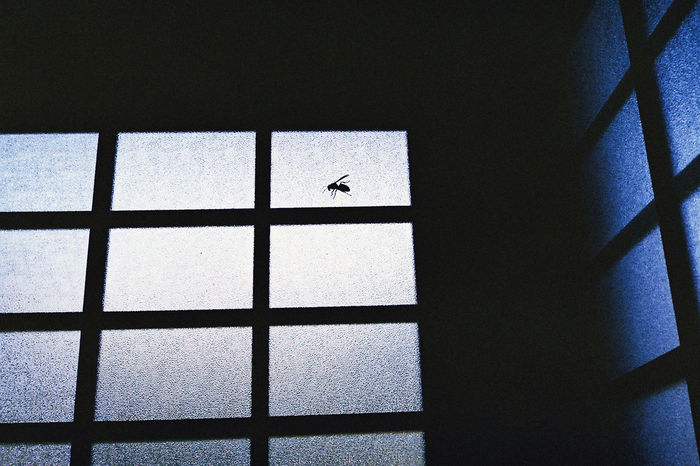 VIEW OF INSECT ON WINDOW