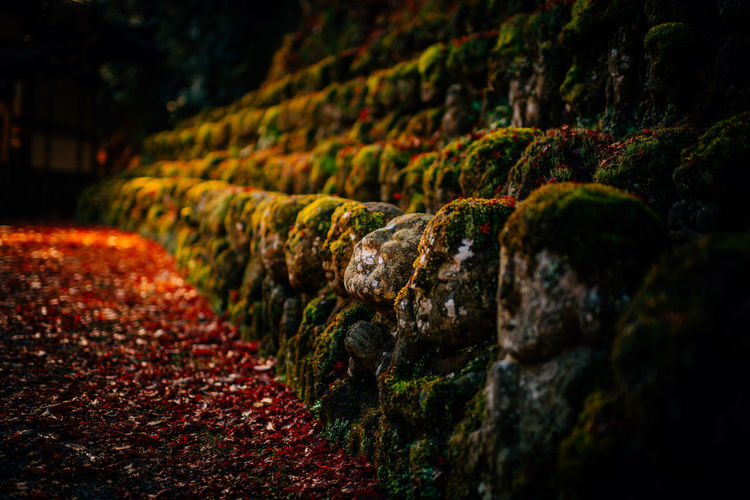Moss growing on rock during autumn