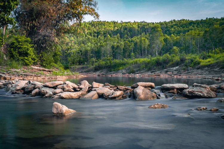 Scenic view of lake in forest