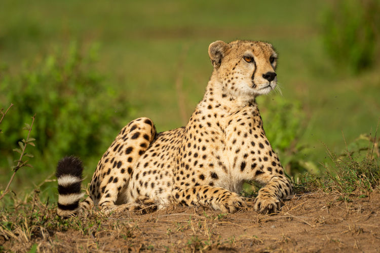 Cheetah lies on mound lifting head up