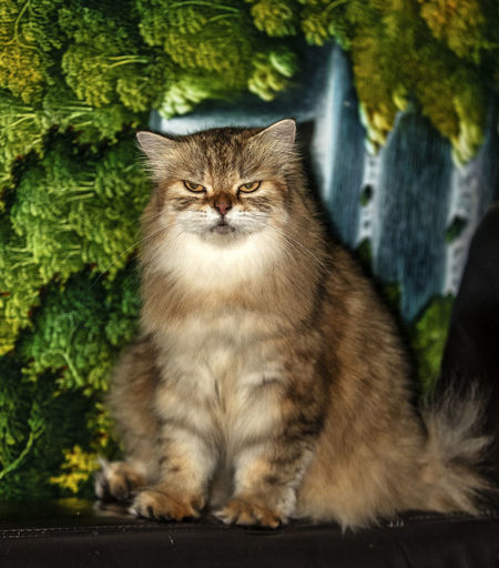 Portrait of cat sitting by plants