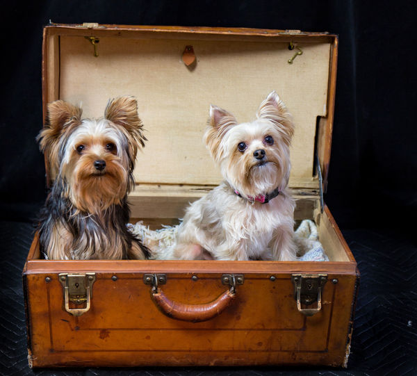Yorkshire terriers in chest