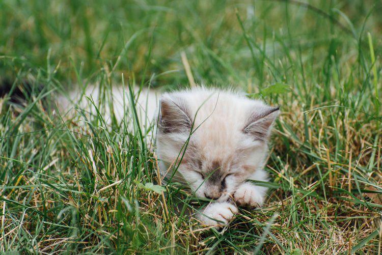 cat