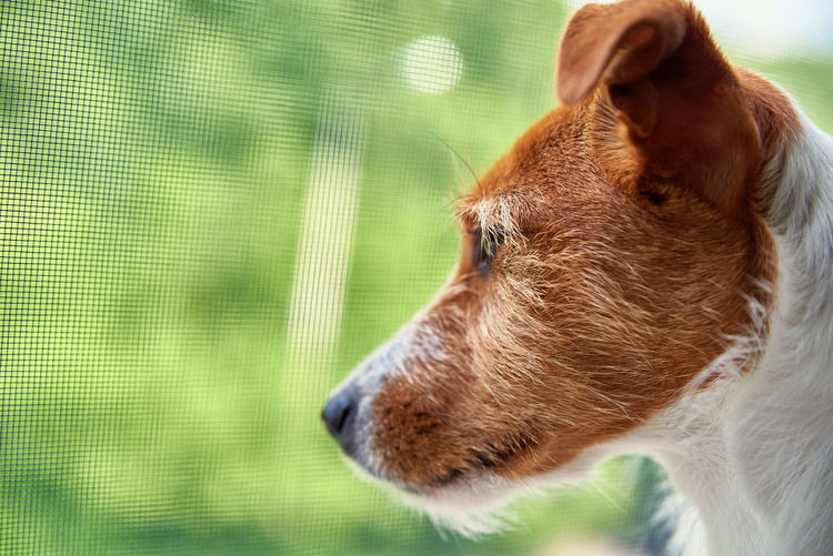 Sad dog looks at window