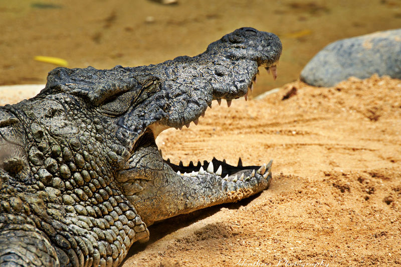 Close-up of crocodile on wood