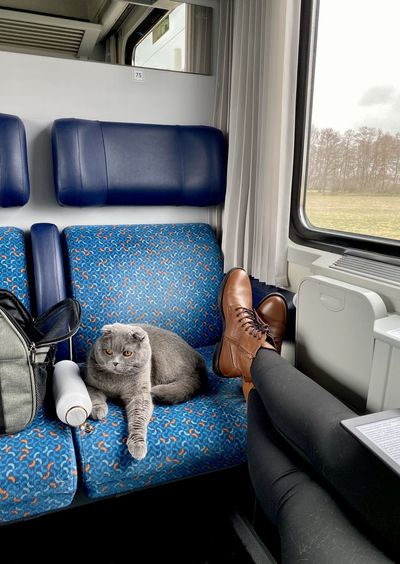 High angle view of dog sitting in train