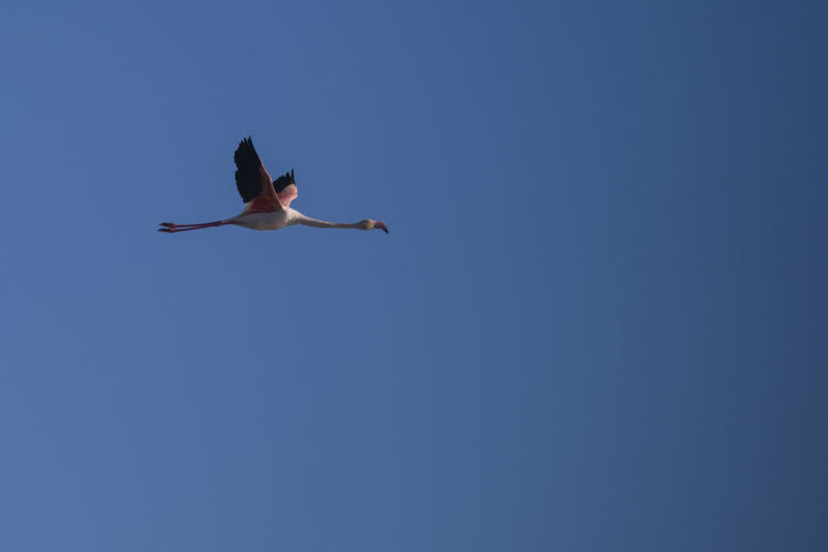 Flamingo flying in a blue sky