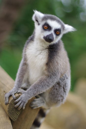 Lemur looking