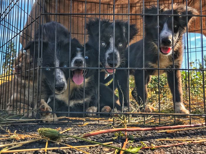 Portrait of dog in cage