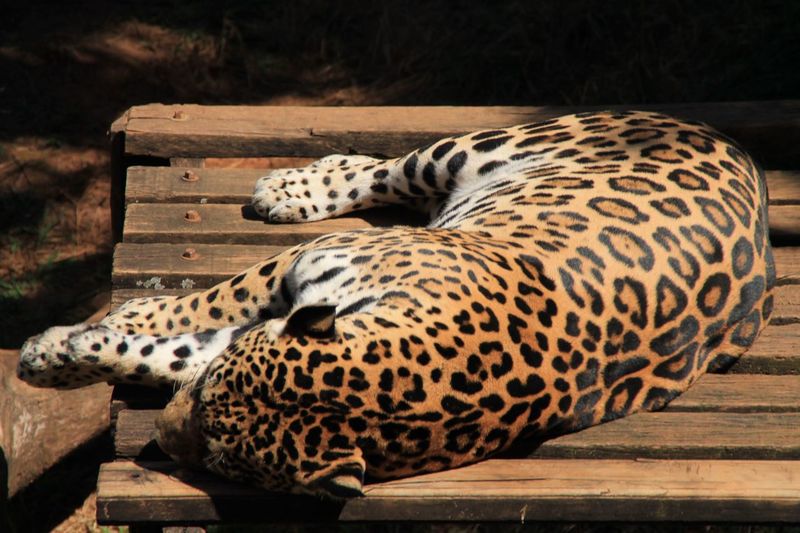 Jaguar sleeping in a zoo