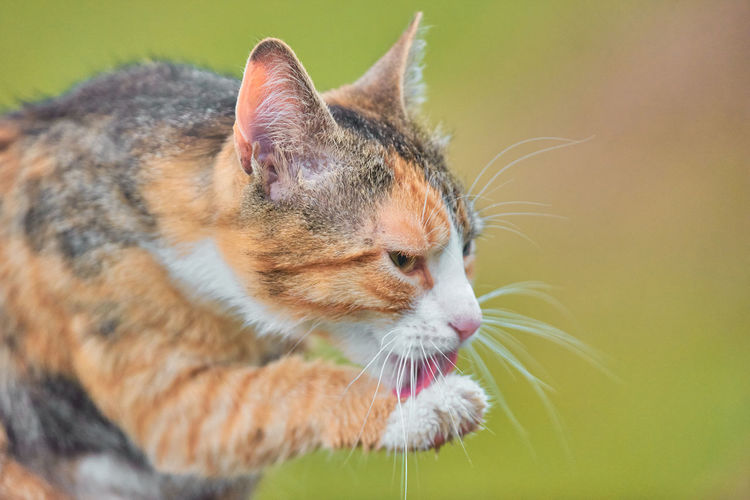 Close-up of cat