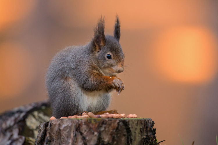 Squirrel eating peanut on tree stump