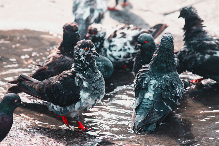 Pegions bathing in a puddle of water during prolonged hot summer