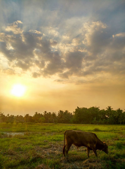 Cow grazing on field against sky during sunset