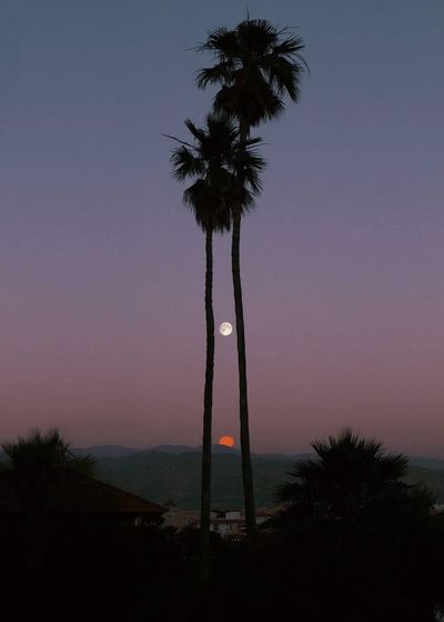 Palm trees against clear sky