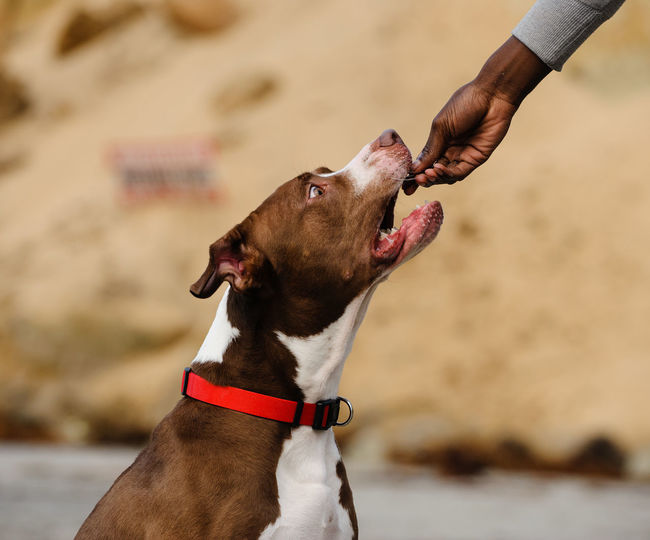Close-up of hand feeding dog