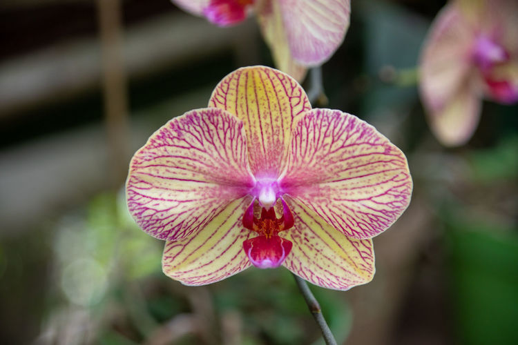 Close-up of red flower orchid 