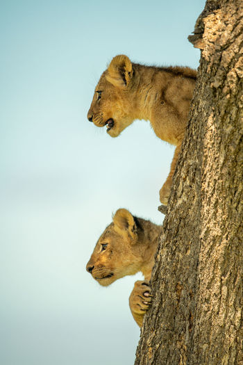 Two lion cubs cling to tree staring