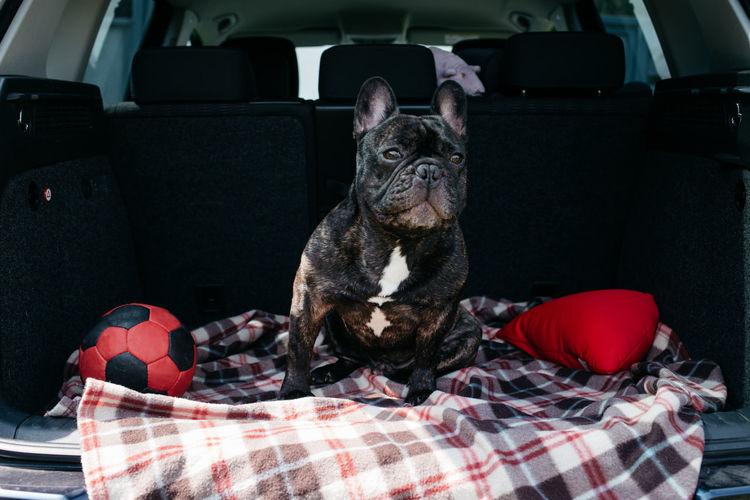 French bulldog sitting in the trunk of a car, traveling, camping with a dog