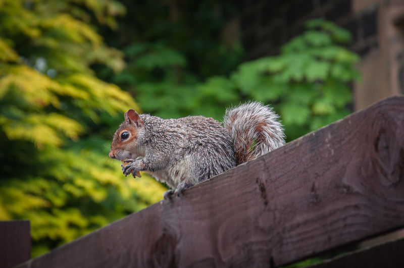 Close up of squirrel on a fence eating a peanut, scotland