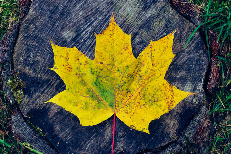 Close-up of yellow maple leaf