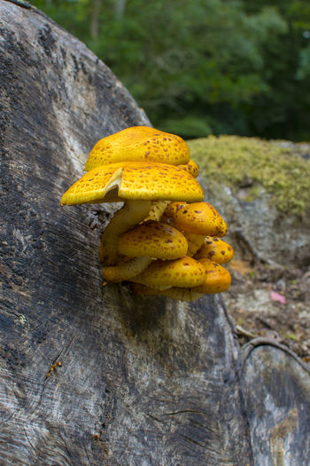 Close-up of yellow mushroom on rock