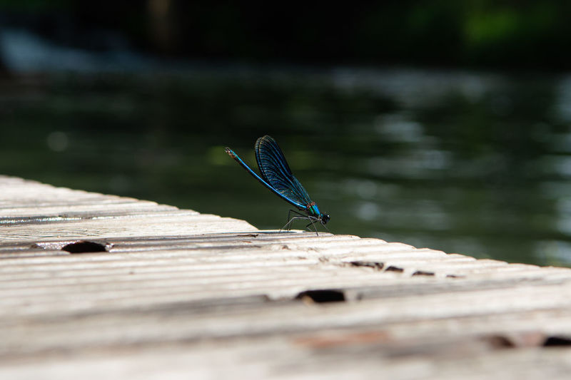 Butterfly on wooden plank