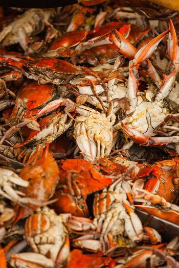 Pile of cooked -boiled- fresh crabs, close-up