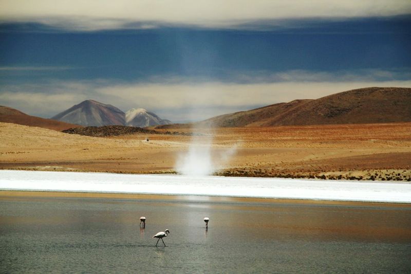 Flamingos in lake and landscape against sky