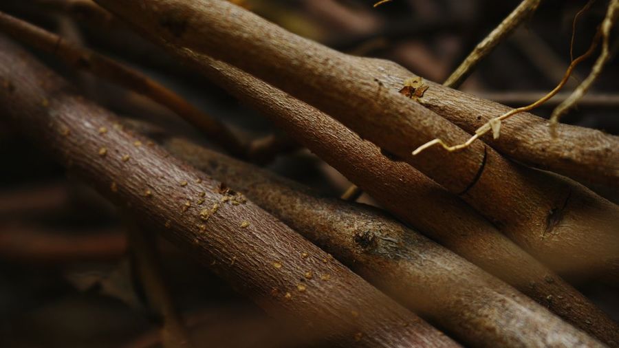 Full frame shot of wood