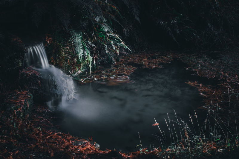 Scenic view of waterfall in forest