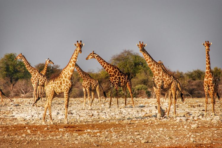Giraffes at etosha national park