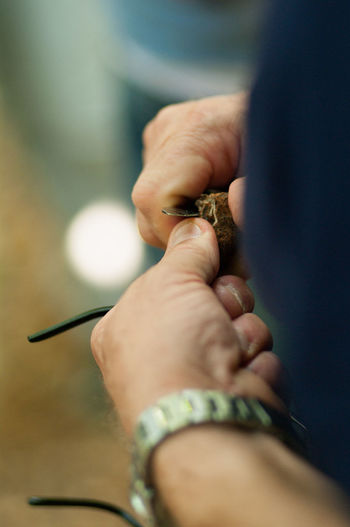 Cropped image of hand cleaning black truffle