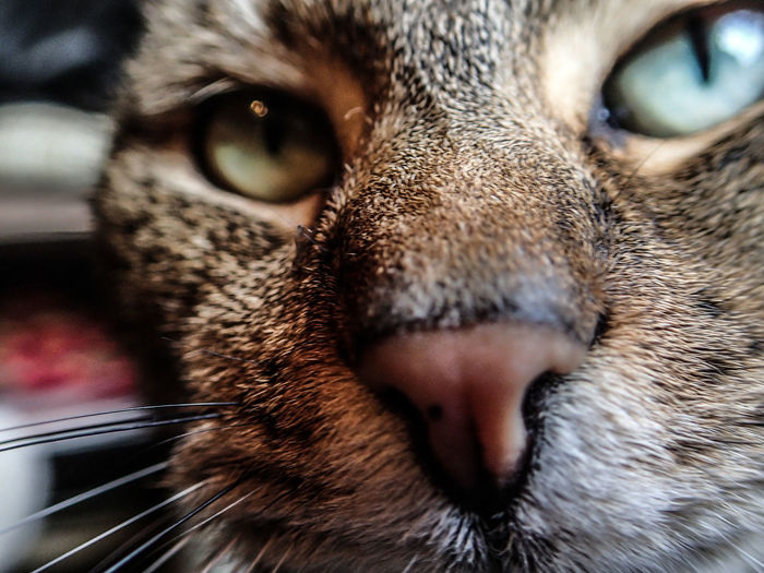 Extreme close-up of cat