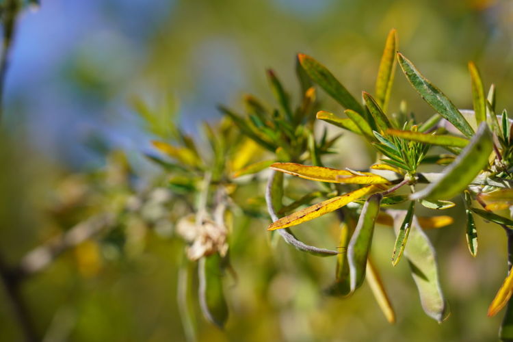 Close-up of fresh green plant